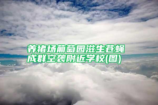 養豬場葡萄園滋生蒼蠅 成群空襲附近學校(圖)