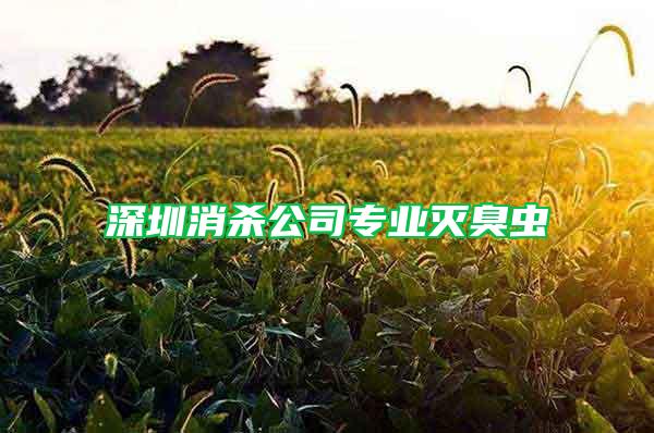 深圳消殺公司專業滅臭蟲