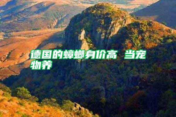德國的蟑螂身價(jià)高 當(dāng)寵物養(yǎng)