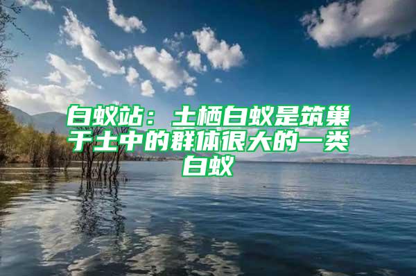 白蟻站：土棲白蟻是筑巢于土中的群體很大的一類(lèi)白蟻