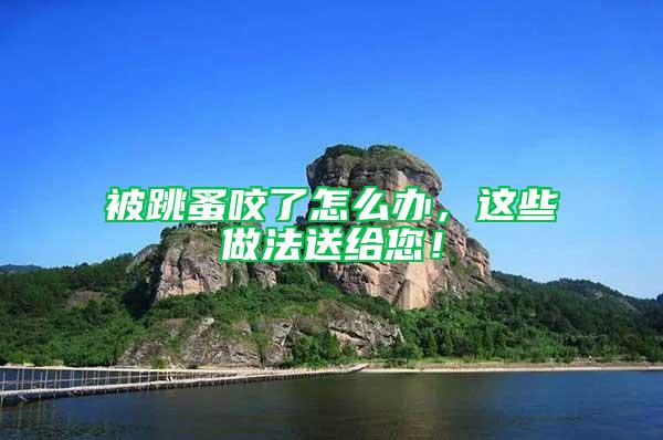 被跳蚤咬了怎么辦，這些做法送給您！