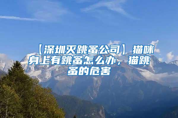 【深圳滅跳蚤公司】貓咪身上有跳蚤怎么辦，貓跳蚤的危害