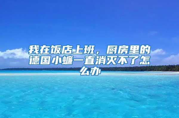 我在飯店上班，廚房里的德國小蠊一直消滅不了怎么辦