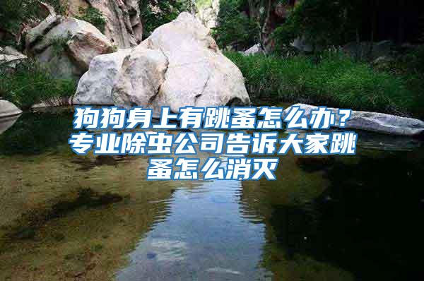 狗狗身上有跳蚤怎么辦？專業(yè)除蟲公司告訴大家跳蚤怎么消滅