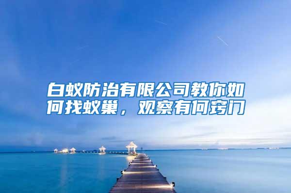 白蟻防治有限公司教你如何找蟻巢，觀察有何竅門