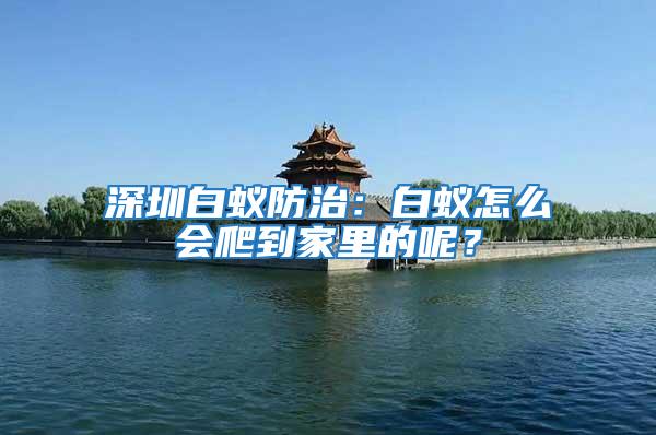 深圳白蟻防治：白蟻怎么會爬到家里的呢？