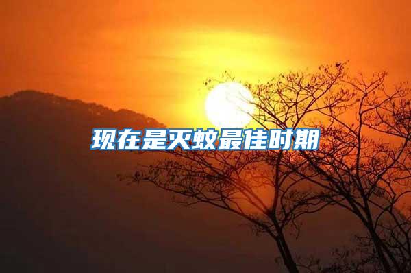 現(xiàn)在是滅蚊最佳時期