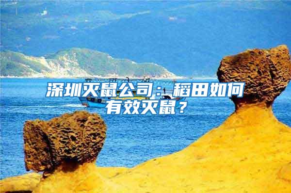 深圳滅鼠公司：稻田如何有效滅鼠？