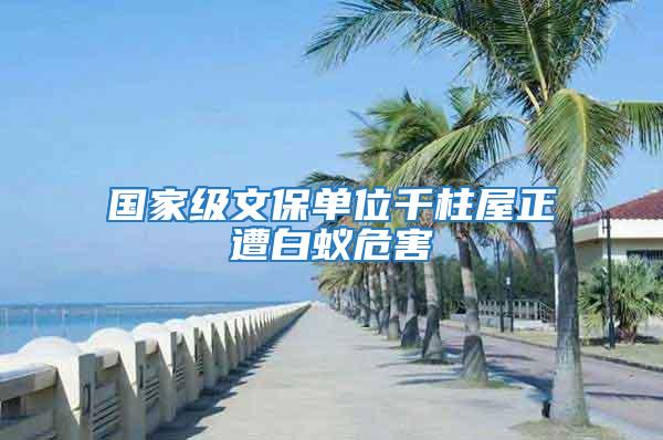 國(guó)家級(jí)文保單位千柱屋正遭白蟻危害