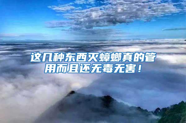 這幾種東西滅蟑螂真的管用而且還無毒無害！