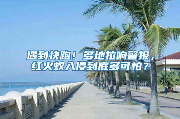 遇到快跑！多地拉響警報，紅火蟻入侵到底多可怕？