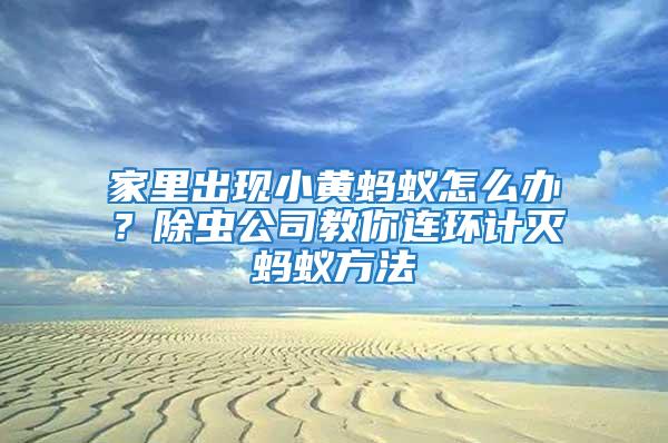 家里出現小黃螞蟻怎么辦？除蟲公司教你連環計滅螞蟻方法