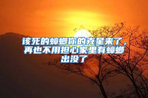 該死的蟑螂你的克星來了，再也不用擔心家里有蟑螂出沒了