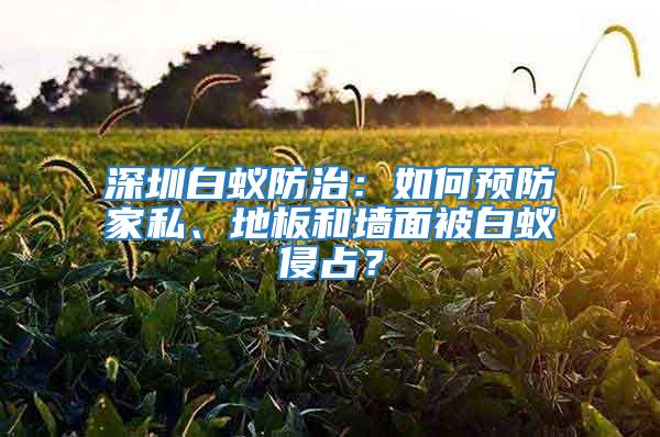 深圳白蟻防治：如何預防家私、地板和墻面被白蟻侵占？