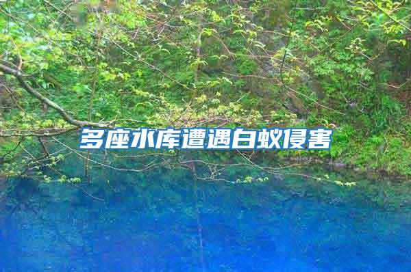 多座水庫(kù)遭遇白蟻侵害
