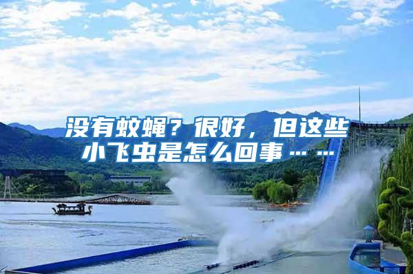 沒有蚊蠅？很好，但這些小飛蟲是怎么回事……