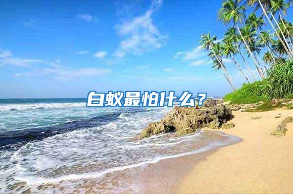 白蟻最怕什么？