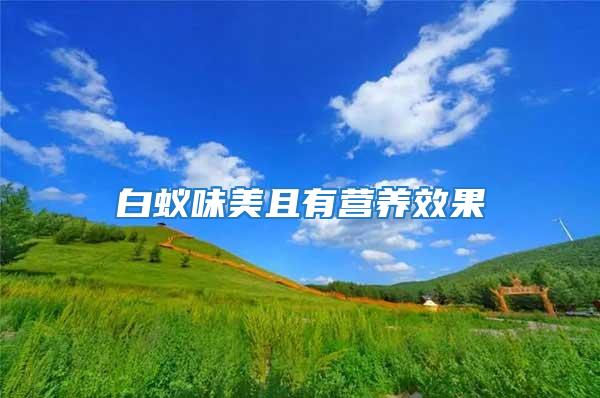 白蟻味美且有營(yíng)養(yǎng)效果