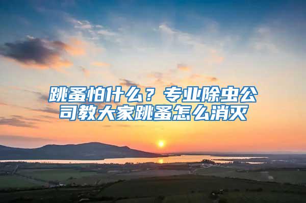 跳蚤怕什么？專業除蟲公司教大家跳蚤怎么消滅