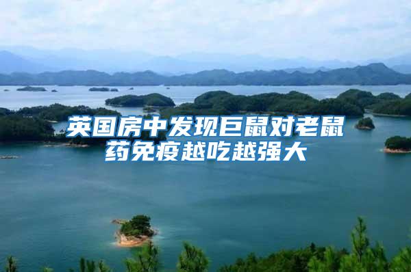 英國房中發(fā)現(xiàn)巨鼠對老鼠藥免疫越吃越強大