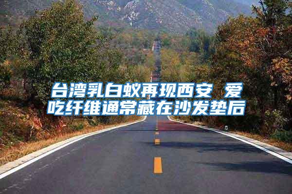 臺(tái)灣乳白蟻再現(xiàn)西安 愛(ài)吃纖維通常藏在沙發(fā)墊后