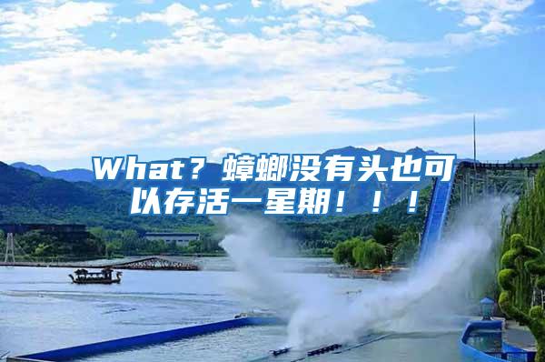 What？蟑螂沒有頭也可以存活一星期?。?！