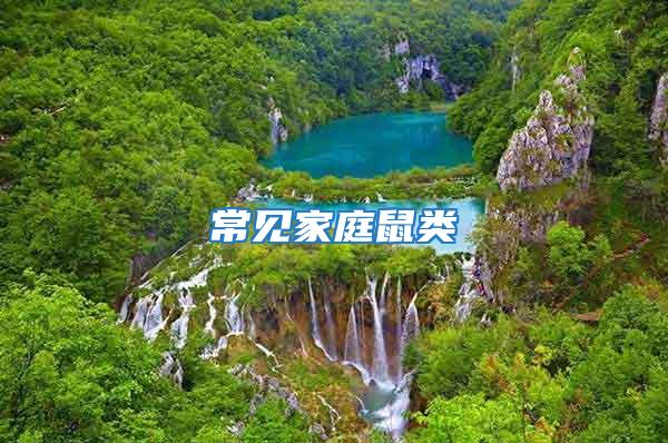 常見(jiàn)家庭鼠類