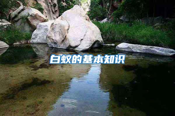 白蟻的基本知識(shí)