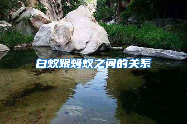 白蟻跟螞蟻之間的關系