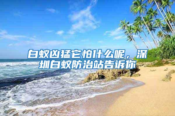 白蟻兇猛它怕什么呢，深圳白蟻防治站告訴你