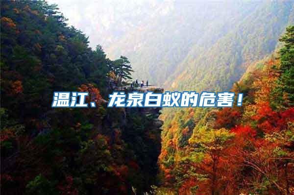 溫江、龍泉白蟻的危害！