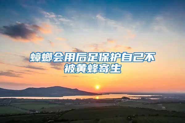 蟑螂會用后足保護(hù)自己不被黃蜂寄生