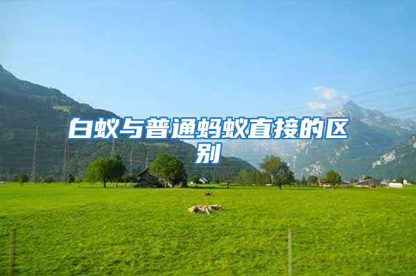 白蟻與普通螞蟻直接的區別