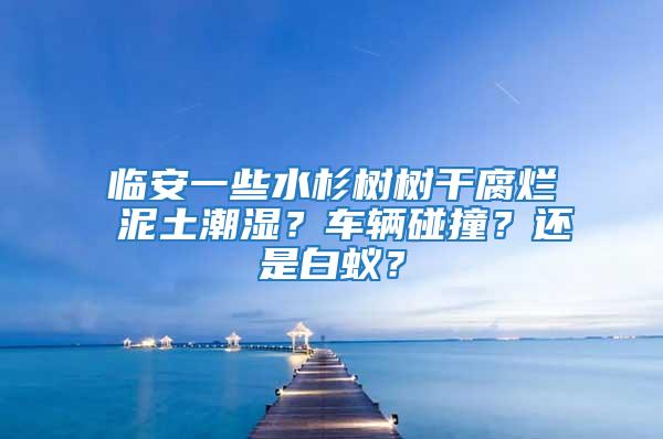 臨安一些水杉樹樹干腐爛 泥土潮濕？車輛碰撞？還是白蟻？