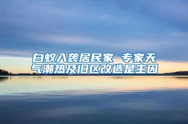 白蟻入襲居民家 專家天氣潮熱及舊區改造是主因