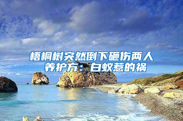 梧桐樹突然倒下砸傷兩人 養護方：白蟻惹的禍