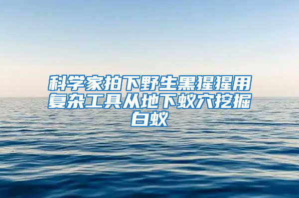 科學(xué)家拍下野生黑猩猩用復(fù)雜工具從地下蟻穴挖掘白蟻