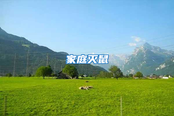 家庭滅鼠