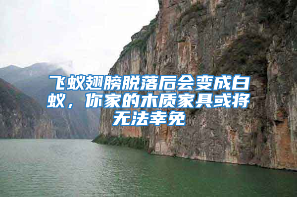 飛蟻翅膀脫落后會變成白蟻，你家的木質家具或將無法幸免
