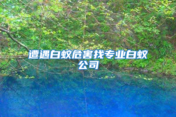 遭遇白蟻危害找專業白蟻公司