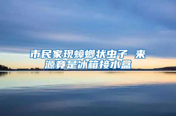 市民家現蟑螂狀蟲子 來源竟是冰箱接水盒