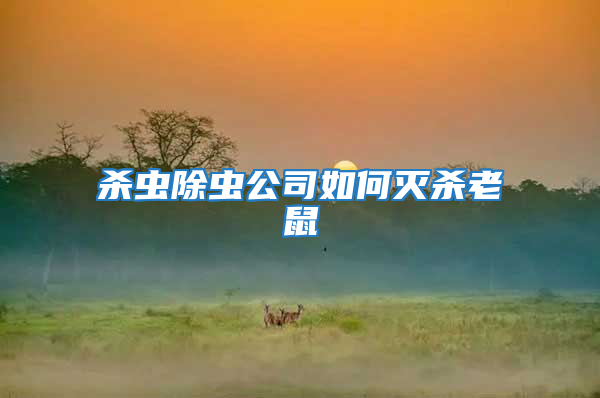 殺蟲(chóng)除蟲(chóng)公司如何滅殺老鼠