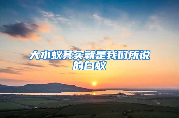 大水蟻其實就是我們所說的白蟻