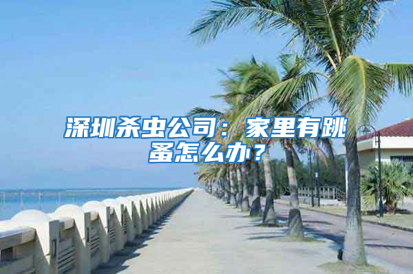 深圳殺蟲(chóng)公司：家里有跳蚤怎么辦？