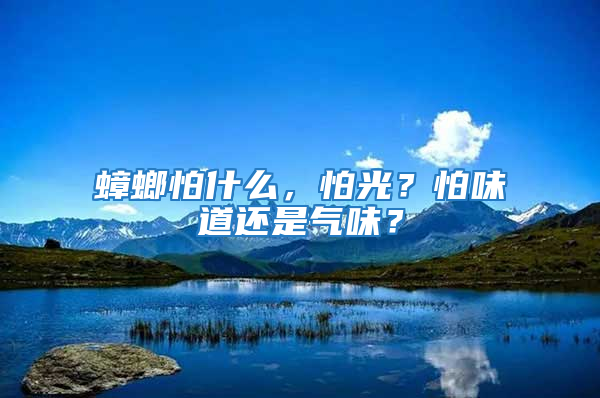 蟑螂怕什么，怕光？怕味道還是氣味？