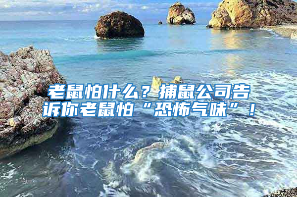 老鼠怕什么？捕鼠公司告訴你老鼠怕“恐怖氣味”！