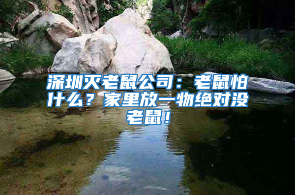 深圳滅老鼠公司：老鼠怕什么？家里放一物絕對沒老鼠！