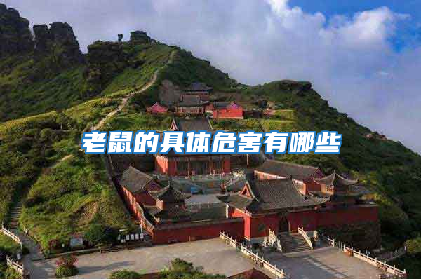 老鼠的具體危害有哪些
