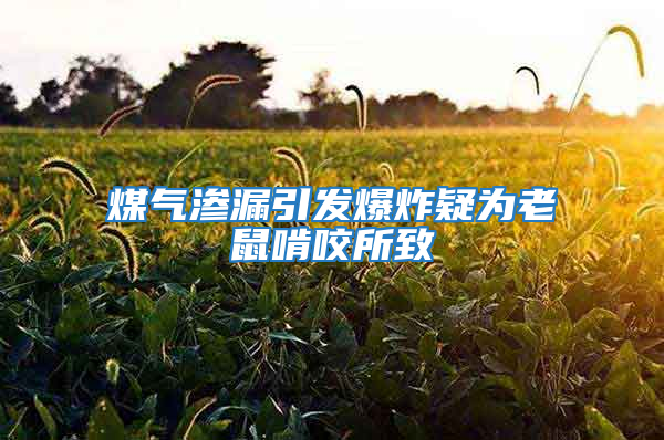 煤氣滲漏引發爆炸疑為老鼠啃咬所致