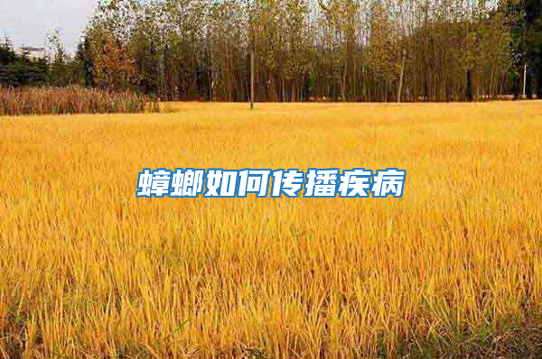 蟑螂如何傳播疾病